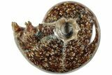 Polished Agatized Ammonite (Phylloceras?) Fossil - Madagascar #236625-1